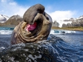 Southern Elephant Seal