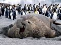 Southern Elephant Seal