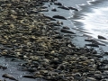 Southern Elephant Seal