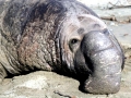 Southern Elephant Seal