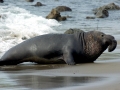 Southern Elephant Seal