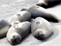 Southern Elephant Seal