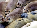 Southern Elephant Seal