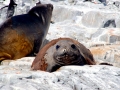 Southern Elephant Seal