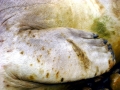 Southern Elephant Seal