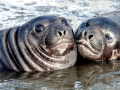 Southern Elephant Seal