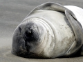 Southern Elephant Seal