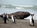 Southern Elephant Seal
