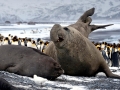 Southern Elephant Seal