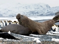 Southern Elephant Seal