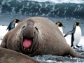 Southern Elephant Seal