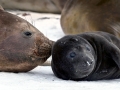 Southern Elephant Seal