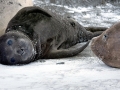 Southern Elephant Seal