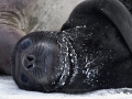 Southern Elephant Seal