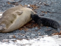 Southern Elephant Seal