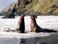 Southern Elephant Seal