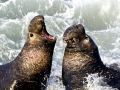 Southern Elephant Seal