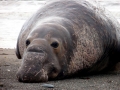 Southern Elephant Seal