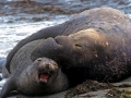 Southern Elephant Seal