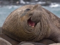 Southern Elephant Seal