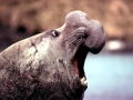 Southern Elephant Seal