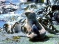 Southern Elephant Seal