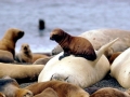 Southern Elephant Seal