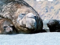 Southern Elephant Seal