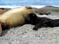 Southern Elephant Seal
