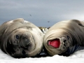 Southern Elephant Seal