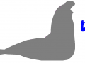 Southern Elephant Seal