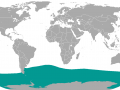 Southern Elephant Seal