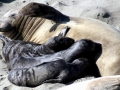 Southern Elephant Seal