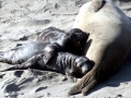 Southern Elephant Seal