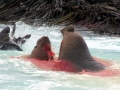 Southern Elephant Seal