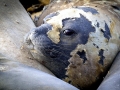 Southern Elephant Seal