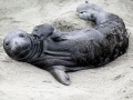 Southern Elephant Seal