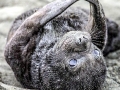 Southern Elephant Seal