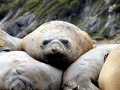 Southern Elephant Seal