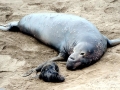 Southern Elephant Seal