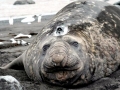 Southern Elephant Seal