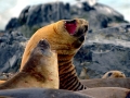 Southern Elephant Seal