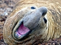 Southern Elephant Seal