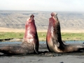 Southern Elephant Seal