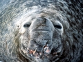 Southern Elephant Seal