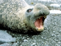 Southern Elephant Seal