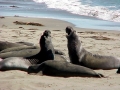 Southern Elephant Seal