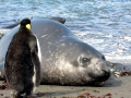 Southern Elephant Seal