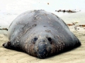 Southern Elephant Seal