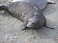 Southern Elephant Seal